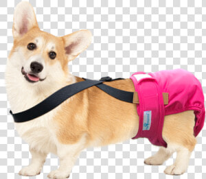 Pembroke Welsh Corgi  HD Png Download