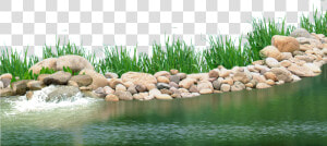 Pebbles Clipart Underwater Plant   Transparent Background Pond Png  Png Download