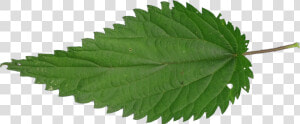 Nettle Png  Transparent Png