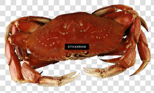 Dungeness Crab   Png Download   Dungeness Crab  Transparent Png