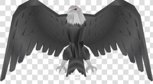 Falco  Falcon  Bird  Animal  Buzzard  Feathers  Beak   Bald Eagle  HD Png Download