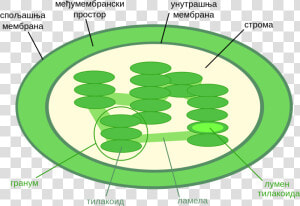 Thylakoid Space In Chloroplast   Png Download   Chloroplast Diagram  Transparent Png