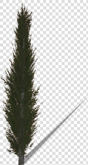 Transparent Cypress Tree Png   Cypress Tree Png  Png Download