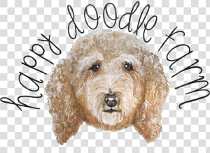 Transparent Goldendoodle Png   Labradoodle  Png Download