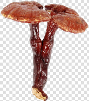 Lingzhi Mushroom  HD Png Download