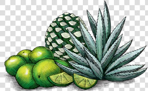 Limeagave   Mexican Agave Art  HD Png Download