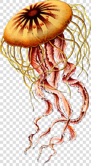 Box Jellyfish Png Photos   Jellyfish Ernst Haeckel Art  Transparent Png