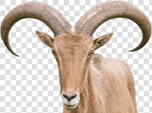 Barbary Sheep   Sheep With Horns Png  Transparent Png