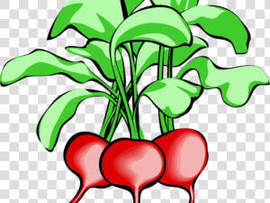 Radish Clipart Spring   Radishes Clip Art  HD Png Download