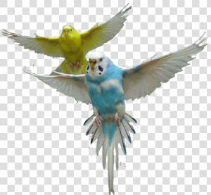  parrot  parrots  bird  fly  air  up  sky  colors  cute   Budgie Bird Png  Transparent Png