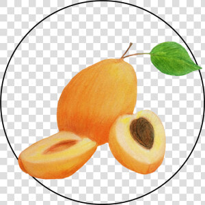 Attribute Motif Apricot  HD Png Download