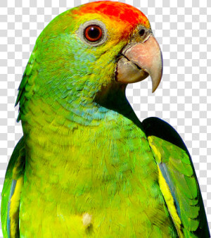 Parrot Png Image   Parrot Png Transparent  Png Download