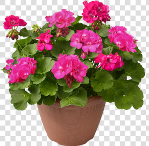 Ivy Geranium In Pot  HD Png Download