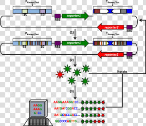 A Procedure To Generate Promoter And Terminator Libraries   Promoter And Terminator In Biology  HD Png Download