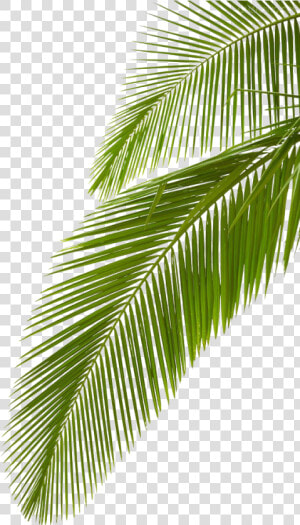 Clip Art Arecaceae Leaf Stock Photography   Transparent Background Palm Leaves  HD Png Download