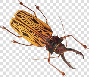 Insect Png Image   Insect Png  Transparent Png