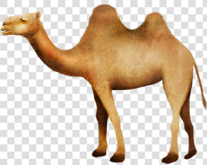 Clip Art Camel In Desert Picture   Camello Desierto Png  Transparent Png