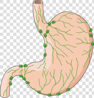 Lymph Node Clipart Stomach  HD Png Download