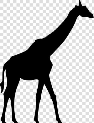 Horse Clip Giraffe   Giraffe Laying Down Silhouette  HD Png Download