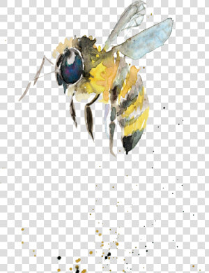 Bumblebee Watercolor Painting Drawing Insect Watercolor   Watercolor Bumble Bee Png  Transparent Png