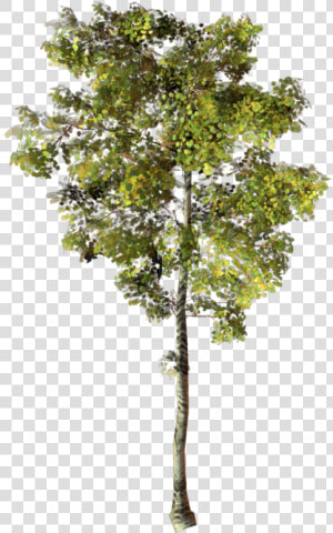 Thumb Image   Arbre Photoshop Png  Transparent Png