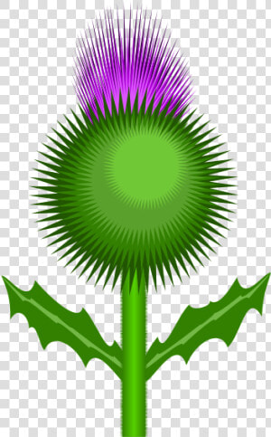 Scottish Thistle   Clip Art Thistle  HD Png Download