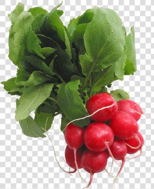 Radish Png   Transparent Radish Clipart  Png Download