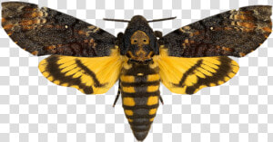 Silence Of The Lambs Png   Death  39 s Head Moth  Transparent Png