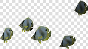 Ocean Fish Png   Png Download   Ocean Fish Png  Transparent Png