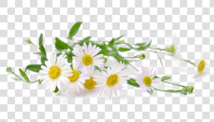 Chamomile  HD Png Download