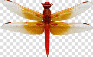 Download Dragonfly Png Image   Dragonfly Png  Transparent Png