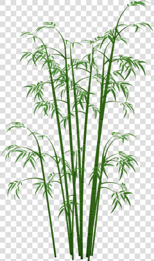 Bamboo Plants Png   Transparent Bamboo Png  Png Download