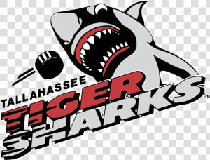 Tallahassee Tiger Sharks Logo Png Transparent   Tallahassee Tiger Sharks  Png Download