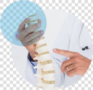 Spine  HD Png Download