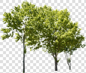 Plane Tree Group Ii   Tree Cut Out Png  Transparent Png