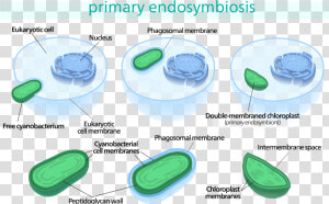 Chloroplast Endosymbiosis  HD Png Download