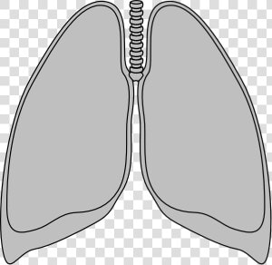 Transparent Lungs Clip Art   Outline Of A Lung  HD Png Download