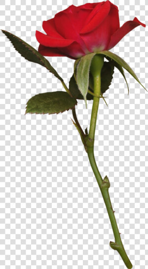 Transparent Long Stem Rose Png   Красная Роза В Пнг  Png Download