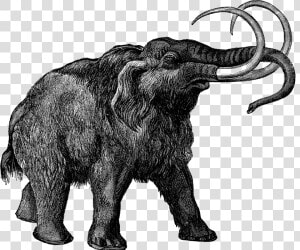 0473 Mammoth Free Vintage Clip Art   Wooly Mammoth No Background  HD Png Download