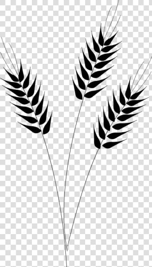 Stalk Clipart Rice   Wheat Black And White Clipart  HD Png Download