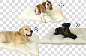 Ellis Fibre Pet Bed Sizes   King Charles Spaniel  HD Png Download