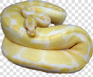 Burmese Python  HD Png Download