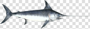 Fiction Swordfish   Swordfish Png  Transparent Png