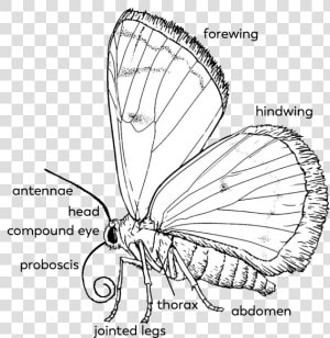 Butterfly parts   Proboscis Drawing Butterfly  HD Png Download