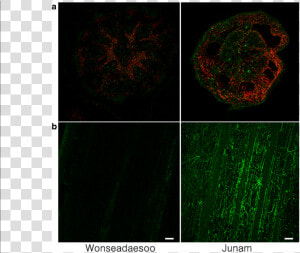 Confocal Imaging Of Wonseadaesoo And Junam Rice Plants   Fractal Art  HD Png Download