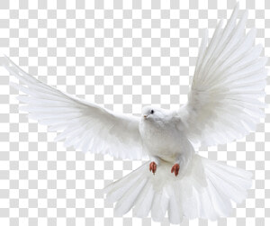 White Pigeon Flying Png Image   White Pigeon Png  Transparent Png