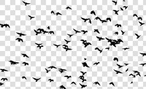 Bird Flight Flock Bird Flight Clip Art  HD Png Download