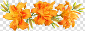 Day Lilies  Flowers  Arrangement  Summer  HD Png Download