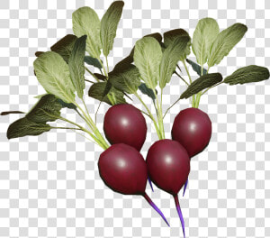 Miscreated Wiki   Beet Greens  HD Png Download