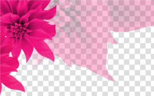 Fundo Rosa Com Flores Png   Flores Plano De Fundo Png  Transparent Png